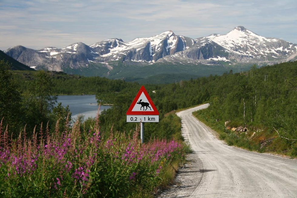 Flora & Fauna in Norwegen